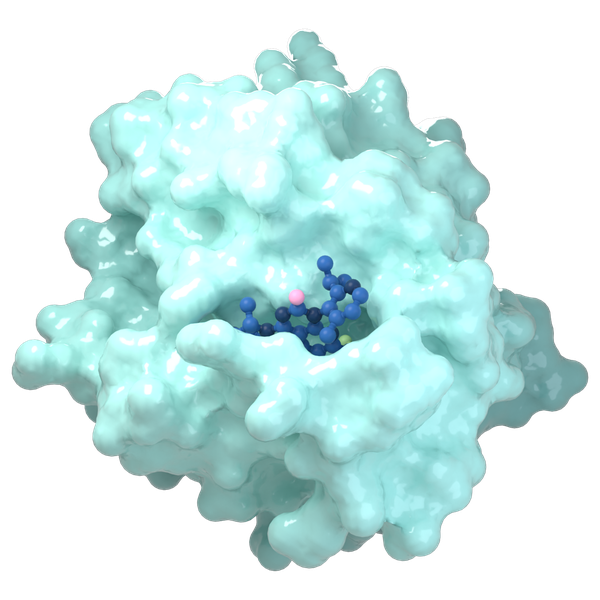 Protein surface with a small molecule bound in its pocket