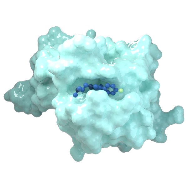 Protein surface with a small molecule bound in its pocket