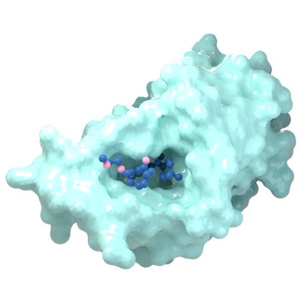 Protein surface with a small molecule bound in its pocket