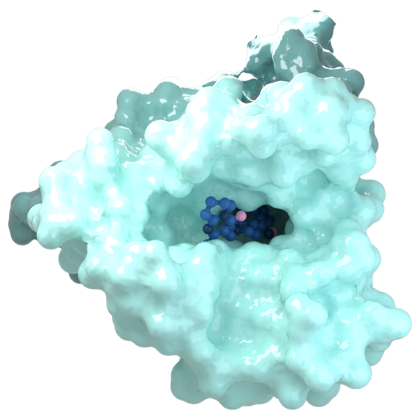 Protein surface with a small molecule bound in its pocket