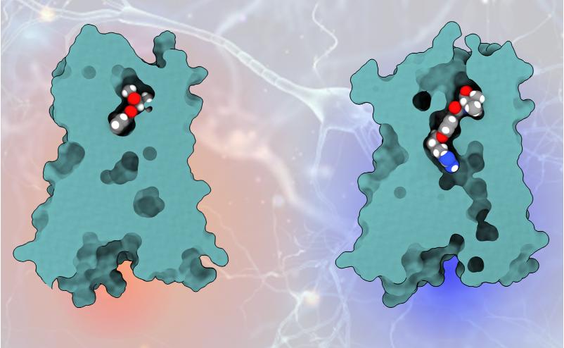 Two conformations of the same protein: a small molecule bound near the surface, and a larger one reaching into a binding pocket that only opens when the protein changes shape